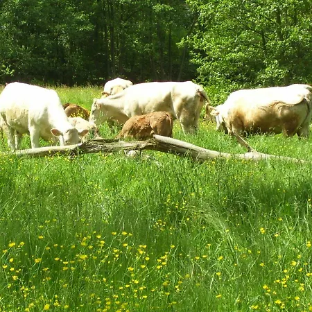 Alloggio per agriturismo Recreatieboerderij Tergracht Epen